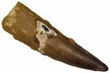 Real Fossil Spinosaurus Tooth - Huge Dinosaur Tooth #351643-1